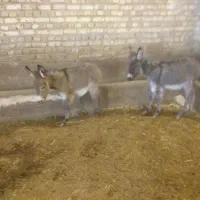 حیوان نر کره کوچیک