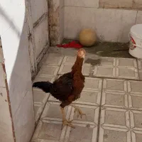 جوجه خروس لاری دونگ بالا