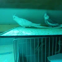 مایل به معاضه نیستم