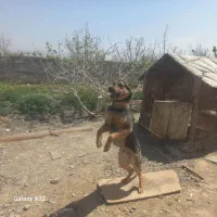 سگ نژاد ژرمن