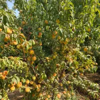 فروش باغچه ۱۰۰۰ متری قوهه چهار باغ آسفالت تا ملک|فروش زمین و ملک کلنگی|چهارباغ, |دیوار
