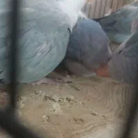 راهب ۴ ماه وجوجه ۴۵ روزه|پرنده|تهران, شکیبا|دیوار