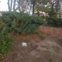 کاریابی...|خدمات باغبانی و درختکاری|تربت جام, میان جام|دیوار