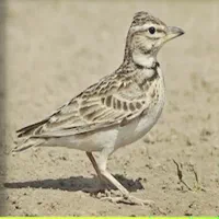 قناری|پرنده|مسجد سلیمان, |دیوار