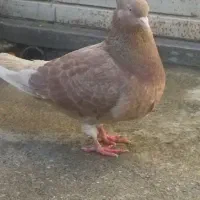 کفتر زرد تک پر پرشی|پرنده|دلند, |دیوار