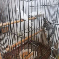 عروس هلندی آلبینو و وایت فیس