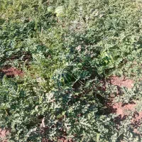 هندوانه درهم پوست نازگ سبز