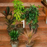 پکهای گیاهان آپارتمانی  - ارسال رایگان در تهران|گل و گیاه طبیعی|تهران, شهرآرا|دیوار