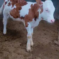 مرکز فروش گوساله پرواری ب ترکمن