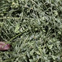 یونجه هایلند|لوازم جانبی حیوانات|مشهد, شایه|دیوار