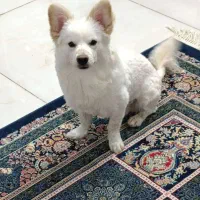 واگذاری سگ نژاد اشپیتز|سگ|اصفهان, بهارستان|دیوار