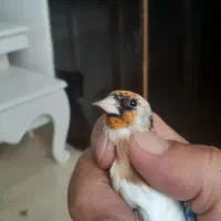 جوجه سهره نر سال|پرنده|آبدانان, |دیوار