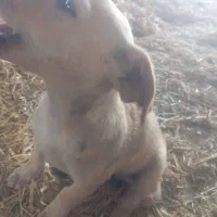 سگ نگهبان|سگ|سنگدوین, |دیوار