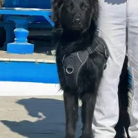 سگ  ژرمن بلک موبلندنر هشت ماه اموزش دیده فی ۴۰ م ت|سگ|تهران, تهرانسر شرقی|دیوار