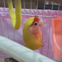 طوطی کوتوله نر|پرنده|تهران, هلال احمر|دیوار