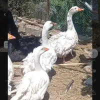 غاز