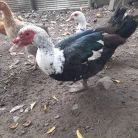 حیوانات محلی|حیوانات مزرعه|رضوانشهر, |دیوار