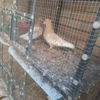 کبوتر و قفس|پرنده|مبارکه, |دیوار