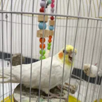 عروس هلندی دستی نر سفید