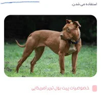 توله پیتبول شکاری|سگ|سقز, |دیوار