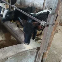 ورزا کوله چالوسی گاو نر۲عدد