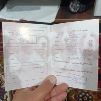 گربه|گربه|اسلام‌شهر, شهرک سالور|دیوار