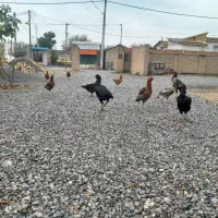 ۴عدد مرغ ویک عدد خروس لاری|پرنده|آق قلا, |دیوار