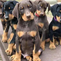 توله دوبرمن ، روتوایلر ، ژرمن و کنکورسو|سگ|تهران, درکه|دیوار