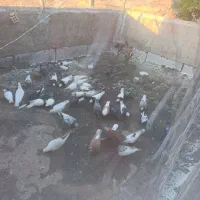 کبوتر
