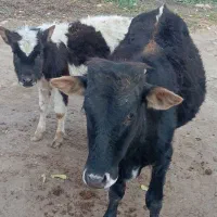 2عددگوساله‌نر‌