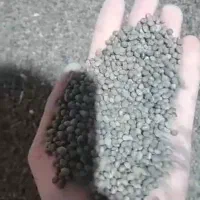 توزیع بذر ماشک بوجاری شده