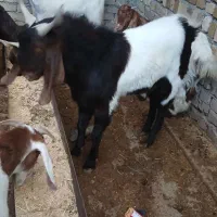 نر بز اصیل پاکستانی در مشخاص