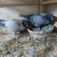 کبوتر موشی|پرنده|تهران, توحید|دیوار