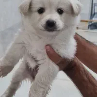 سگ تریر میکس