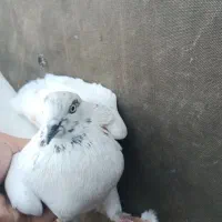 کفتر