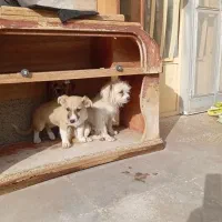 سگ شیتزو|سگ|کرمان, |دیوار