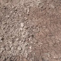 فروش فوری کود مرغ