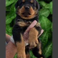 سگ روتوایلر حرفه ای آموزش دار|سگ|تهران, قیطریه|دیوار