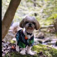 شیتزو تریر نر جهت جفت گیری