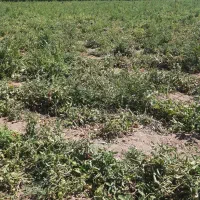 زمین کشاورزی رحمت اباد سعادتشهر اجاره