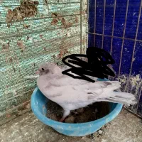 دوعدد بچه کفتر گم شده|پرنده|یزد, |دیوار