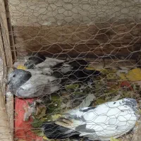 کبوتر|پرنده|ایلام, |دیوار