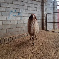 شیشک قوچ داشتی بشرط|حیوانات مزرعه|گیلان غرب, |دیوار