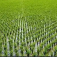 فروش-زمین-کشاورزی
