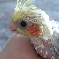 جوجه عروس سرلاکی