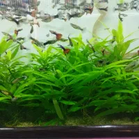 گیاه اکواریوم