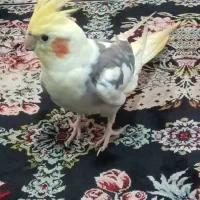 باسلام عروس گمشده