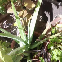 گل گل|گل و گیاه طبیعی|بروجرد, |دیوار