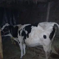 گاو و گوساله|حیوانات مزرعه|صومای برادوست, |دیوار