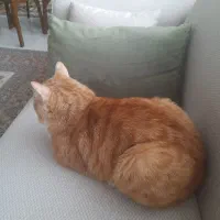 واگذاری رایگان گربه